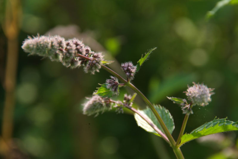 Mentha x piperita 'Swiss'Zwitserse munt bestellen